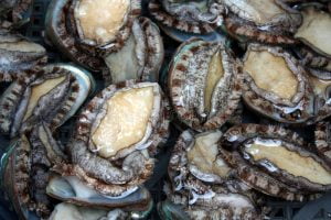 abalone