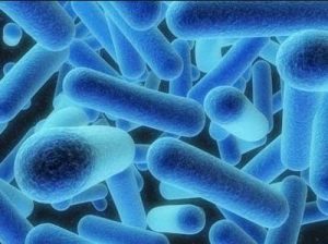 Legionella